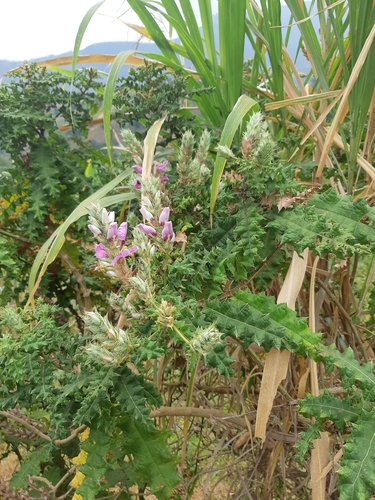 Prickly Bear's Breeches