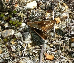 Hesperia metea
