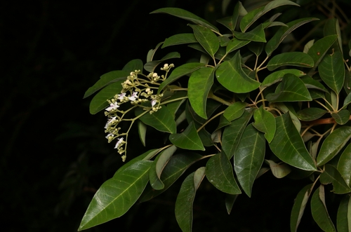 Vitex leucoxylon observed 2024-09-16