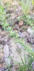 Hedeoma reverchonii