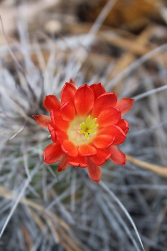 Image of Echinocereus polyacanthus by (c) Arturo Castro Castro, some rights reserved (CC BY)
