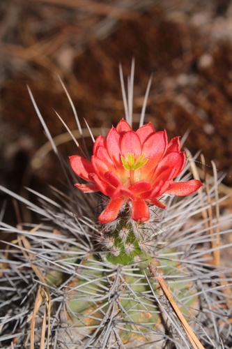 Image of Echinocereus polyacanthus by (c) Arturo Castro Castro, some rights reserved (CC BY)
