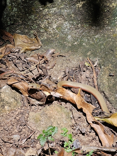 Collared Whipsnake
