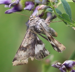 Heliothis adaucta