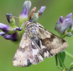 Heliothis adaucta