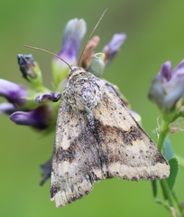 Heliothis adaucta