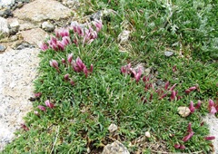 Trifolium nanum