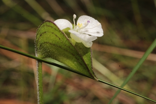 Commelina nivea (Commelina nivea)