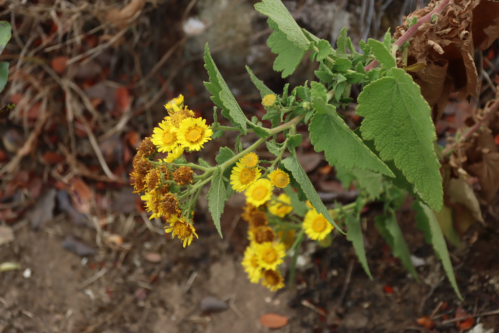 Anisopappus kirkii