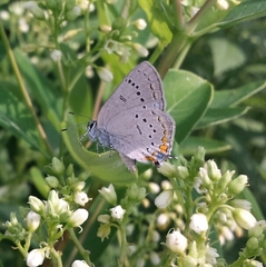 Satyrium acadica