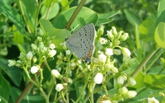 Satyrium acadica