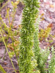 Lachnospermum umbellatum