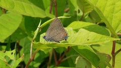 Satyrium edwardsii