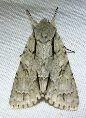 Acronicta lobeliae