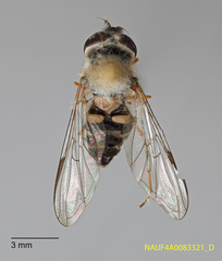 Dasysyrphus creper