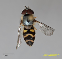 Dasysyrphus creper