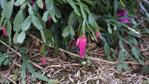 Foto de Flor-de-maio