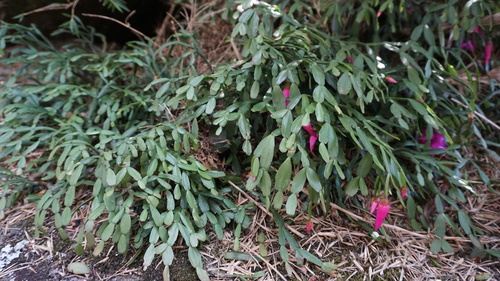 Foto de Flor-de-maio