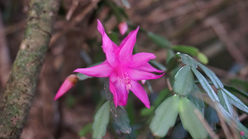 Foto de Flor-de-maio