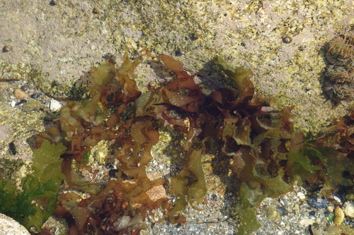 Image of Grateloupia turuturu by (c) Clément Maouche, some rights reserved (CC BY)