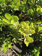 Arctostaphylos nevadensis