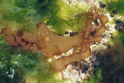 Image of Grateloupia turuturu by (c) Clément Maouche, some rights reserved (CC BY)