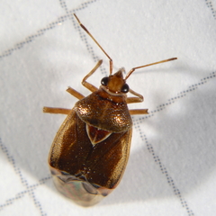 Deraeocoris flavilinea