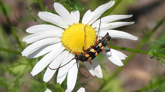 Strangalia attenuata