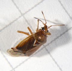 Deraeocoris flavilinea