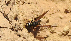 Symmorphus crassicornis