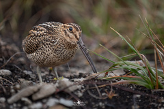 Fuegian Snipe photo 2