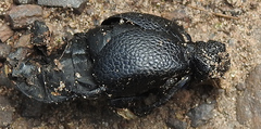 Meloegonius