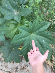 Ricinus