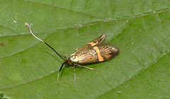 Nemophora degeerella