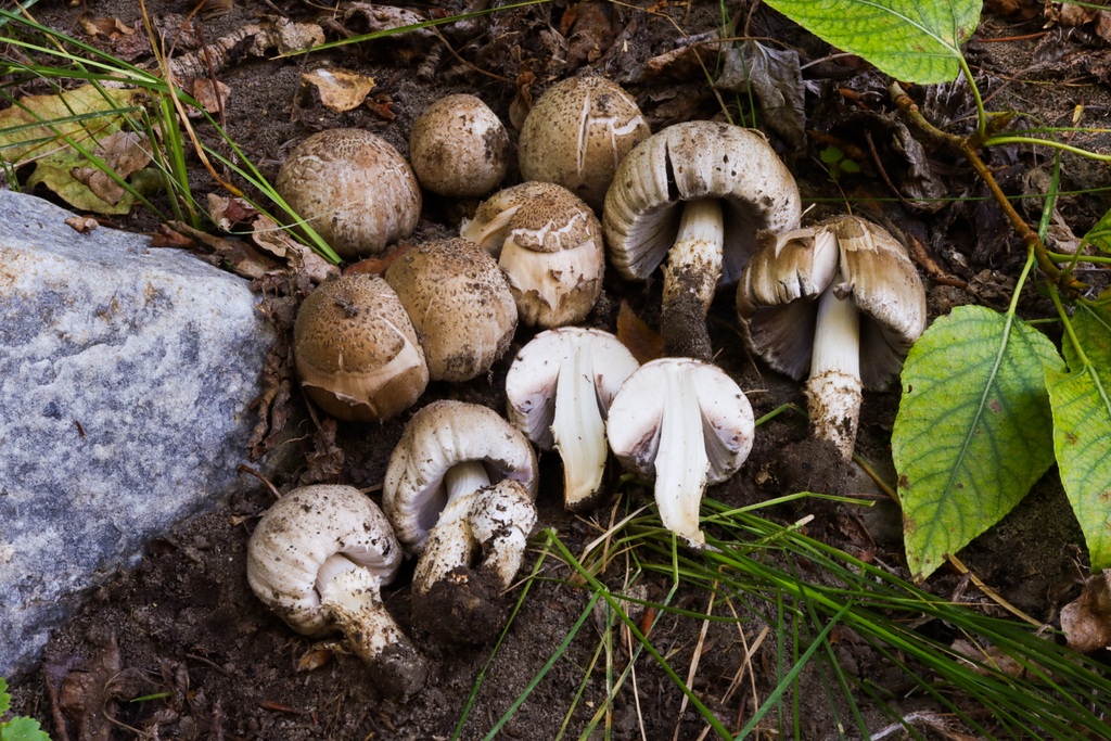Coprinopsis sp. 'CA06'