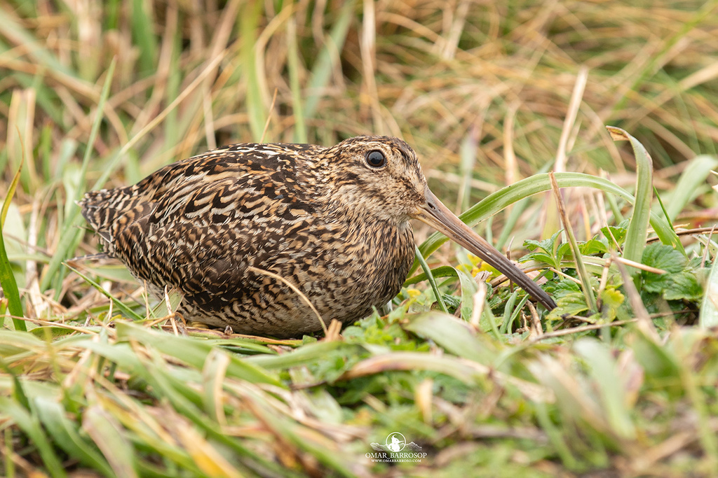 Fuegian Snipe