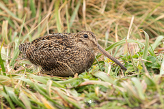 Fuegian Snipe photo 1