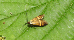 Nemophora degeerella