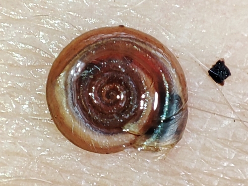 Whirlpool Ram's-horn, Slavuts'kyi, UA-KM, UA, photo 7 of 10