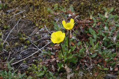 Ranunculus nivalis