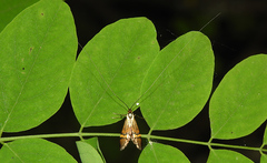 Nemophora degeerella