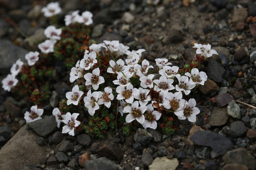 Purple Saxifrage