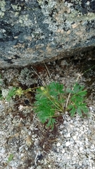Anemonastrum