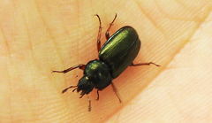 Platycerus caraboides