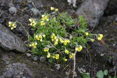 Draba alpina
