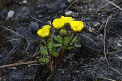 Ranunculus nivalis