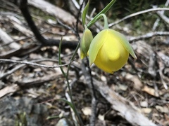 Calochortus raichei