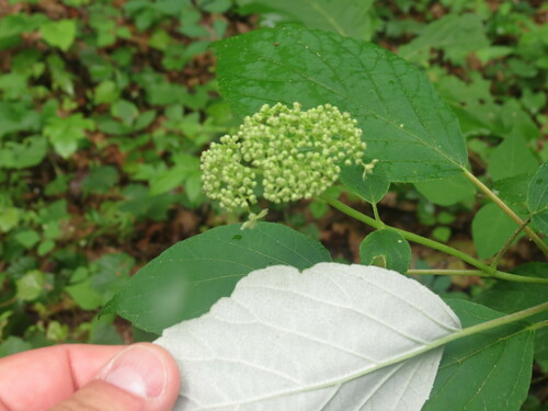Hydrangea radiata, photograph 5