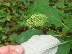 Hydrangea radiata, photograph author not stated, no rights reserved
