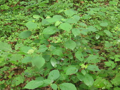 Hydrangea radiata, photograph author not stated, no rights reserved